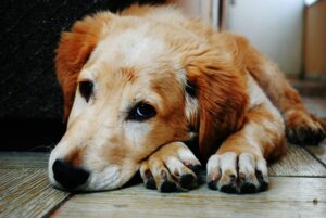 Read more about the article FREE Pet Treats